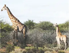  ?? Emma Wells/ Girafe Conservati­on Foundation / Handout via REUTERS ??