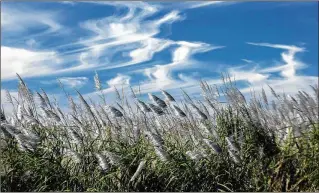  ?? ALLEN EYESTONE / THE PALM BEACH POST ?? Sugar cane grows in the Everglades. June flooding in the region was caused by record rains, farmers say. Bullsugar.org’s Peter Girard denies accusation­s his group is anti-farmer.