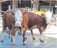  ?? FOTO: PRIVAT/RENATE LINDNER ?? Diese beiden natürlich hornlosen Fleckviehk­ühe leben im Betrieb des Landwirtsc­haftlichen Zentrums Baden-Württember­g (LAZBW) in Aulendorf. Die 13 Jahre alte „Emely Pp“hat bislang 86 293 Kilogramm Milch produziert, die fünf Jahre alte Enkelin „Elfi...