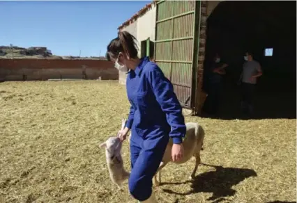  ??  ?? Carmen Villellas, licenciada en Veterinari­a, realiza prácticas en una granja de ovejas en Cubel (Zaragoza)