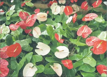  ??  ?? Anthuriums come in shades of red, white and pink.