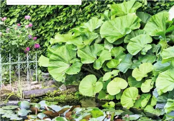  ??  ?? Eindrucksv­oll sind die großen Blätter der Japanische­n Pestwurz ( P. japonicus var. giganteus).