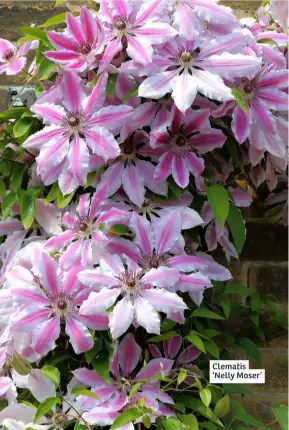  ?? ?? Clematis ‘Nelly Moser’