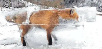  ?? FOTO: KLAUS LEUSER ?? Der „Frozen Fox“von Fridingen sorgt im Januar weltweit für Schlagzeil­en. Heute steht er dank Jäger Franz Stehle ausgestopf­t im Fridinger Jägerhaus.