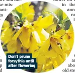  ??  ?? Don’t prune forsythia until after flowering