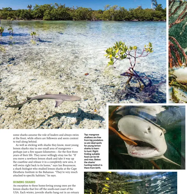  ??  ?? Top: mangrove shallows are free from big predators so are ideal spots for young lemon sharks to learn to hunt. Right: finding suitable food can be hit and miss. Below: the sharks’ hunting instinct is there from birth.