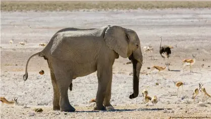  ??  ?? Un elefante africano, en Namibia.