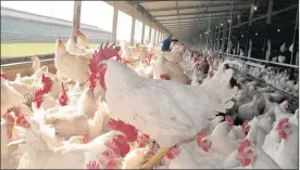  ?? PHOTO: SUPPLIED ?? The outbreak of avian flu could have long-term ramificati­ons, industry experts say.