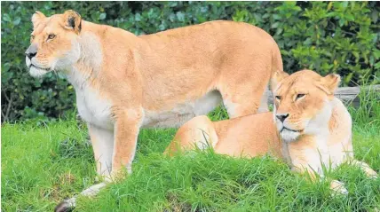  ?? Photo / Auckland Zoo ?? Kura, 19, and Amira, 17, were put down together in June.