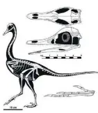  ?? UNIVERSITY OF ALBERTA/ THE CANADIAN PRESS ?? The Halszkarap­tor escuilliei was a feathered dinosaur smaller than a turkey.