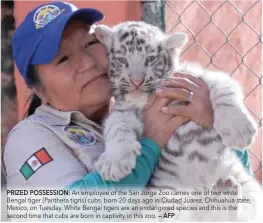  ?? PRIZED POSSESSION: — AFP ?? An employee of the San Jorge Zoo carries one of two white Bengal tiger (Panthera tigris) cubs, born 20 days ago in Ciudad Juarez, Chihuahua state, Mexico, on Tuesday. White Bengal tigers are an endangered species and this is the second time that cubs...