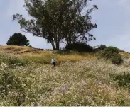  ?? ?? Billy Goat Hill in the Diamond Heights neighborho­od is covered with flowering plants growing wild.