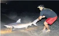  ?? JIM RASSOL/SUN SENTINEL FILE ?? A shark being dragged ashore in Delray Beach. New proposals would restrict the practice of shark fishing from the beach.