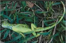  ?? JOE CAVARETTA/SOUTH FLORIDA SUN-SENTINEL ?? A stunned baby iguana lies in the grass at Cherry Creek Park in Oakland Park in 2020. Temperatur­es near freezing are quite rare in Florida, but when they dip below 40 degrees, iguanas go into a sort of suspended animation mode and can fall to the ground.