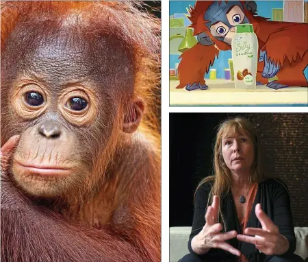  ??  ?? The future’s orange: clockwise from main, an orang-utan in Borneo, the Iceland ad and Clare Rewcastle Brown