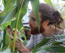  ?? STEVE RUSSELL/TORONTO STAR ?? Anthony McCanny examines the blue hopi corn.