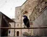  ??  ?? A raven perches in a cage at the Tower of London.