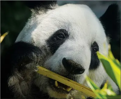  ?? (AP/Fernando Llano) ?? Xin Xin, the last giant panda in Latin America, sits inside her enclosure munching on bamboo Nov. 11 at the Chapultepe­c Zoo in Mexico City.