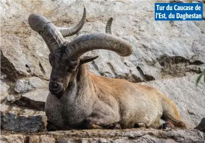  ??  ?? Incroyable tur du Daghestan au cornage typique : relativeme­nt lisse s’écartant latéraleme­nt, partant derrière la nuque avant que les pointes sommitales ne se redressent.