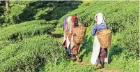  ??  ?? Owing to the shutdown in the Darjeeling hills since June 11, it was feared that this year the Muscatel flush of tea would be unavailabl­e