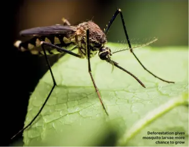  ??  ?? Deforestat­ion gives mosquito larvae more chance to grow