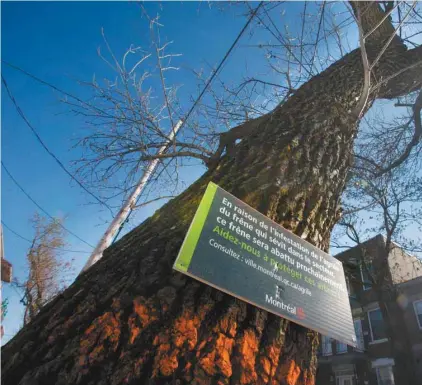  ?? JACQUES NADEAU LE DEVOIR ?? La Ville de Montréal a traité près de 95 000 arbres sur les terrains publics au cours des dernières années. Elle a néanmoins dû procéder à l’abattage de plus de 15 000 arbres depuis 2011. L’an dernier, la Ville a annoncé l’abattage de 4000 frênes sur...