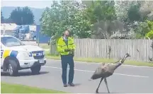  ?? Photo / Supplied ?? A still from a video depicting police catching an escaped emu in
po¯tiki.