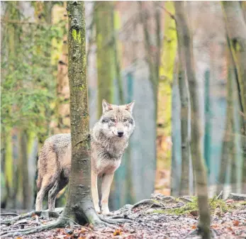  ?? FOTO: DPA ?? Clever: Wölfe lassen sich nach Ansicht von Experten nie völlig von Weidetiere­n fernhalten.