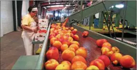  ?? JEFFREY COLLINS — THE ASSOCIATED PRESS ?? In this photo, a worker packs ripe peaches into boxes at the Titan Farms packing plant in Ridge Spring, S.C. This winter’s weather has all but destroyed the peach crop in the Northeast.