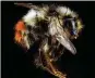  ?? U.S.G.S. BEE INVENTORY ?? Bumblebee population­s recently declined by 46 percent in North America and by 17 percent across Europe.