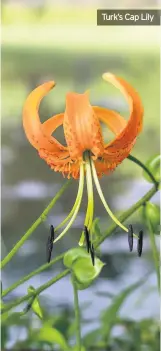  ??  ?? Turk’s Cap Lily