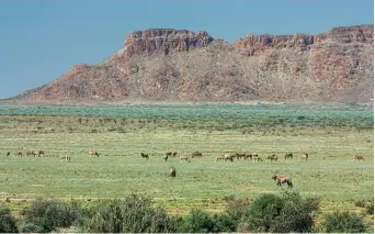  ??  ?? PLAINS AND CRACKS. The Fish River flows below (bottom left) and joins the Orange river a few kilometres farther downstream. Game in these parts (above) are so used to tourists that they won’t flee at the sight of you.