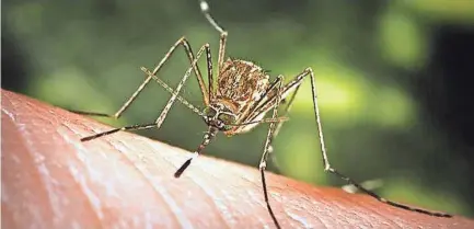  ?? AMERICAN-STATESMAN FILE ?? Mosquitoes can be a real problem, but you can take steps to reduce their presence significantly.