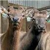  ?? PHOTO: BRITTANY PICKETT/STUFF ?? Wapiti bulls at the Tikana sale.