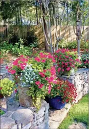  ?? Norman Winter/TNS ?? Supertunia petunias and Superbells calibracho­a. The Supertunia Vista Paradise petunia is an award winner from North to South.