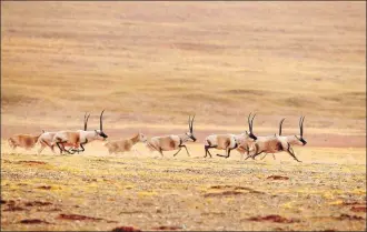  ??  ?? A herd of Tibetan antelopes runs across grassland in Hoh Xil in Qinghai.