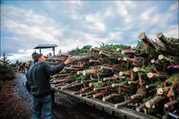  ?? PHOTOS BY ROGER KISBY / THE NEW YORK TIMES ?? Paul Allen inspects baled Christmas trees Dec. 7 at Wayne Silver’s farm, which harvest around 3,000 Christmas trees each season, in New Germany, Nova Scotia, Canada,. A single balsam fir’s trek from hillside to home will take it across two countries...