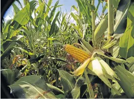  ?? /Russell Roberts ?? Staple crop: While some economists believe policy uncertaint­y has played a role in agricultur­e’s slump, statistici­an-general Risenga Maluleke says the drought has been the major culprit.