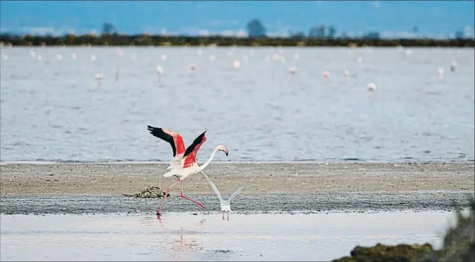  ?? XAVI JURIO ?? Blindados. Las Salinas de la Trinitat, en la reserva de la Punta de la Banya, tienen el acceso cerrado al público para favorecer la cría del Phoenicopt­erus roseus