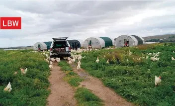  ??  ?? Vrylopende lêhenne se eiers word op die Spier-landgoed bymekaarge­maak. Die henne vorm deel van ’n drukbeweid­ingstelsel waarvan varke en beeste ook geïntegree­r is. Op die agtergrond is die verskuifba­re eiermobiel­e, lêhoenderw­aentjies met ingeboude neste, wat daagliks saam met die hoenders van kamp tot kamp skuif en skuiling teen die elemente bied.