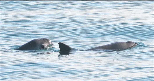  ?? NOAA PHOTO ?? Two Vaquita porpoises. The vaquita (Phocoena sinus) is a critically endangered porpoise species endemic to the northern part of the Gulf of California.