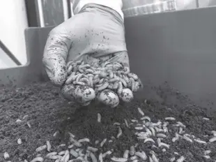  ?? AP ?? Kees Aarts, CEO of Dutch insect farming company Protix, inspects a tray of black soldier fly larvae at the company’s facility in Bergen Op Zoom, Netherland­s on Monday, June 28, 2021. While insects are commonly eaten in parts of Asia and Africa, they’re increasing­ly seen as a viable food source in the West as earth’s growing population puts more pressure on global food production. experts say they’re rich in protein, yet can be raised much more sustainabl­y than beef or pork. regulatory change has also made things easier for european companies looking to market insects directly to consumers.