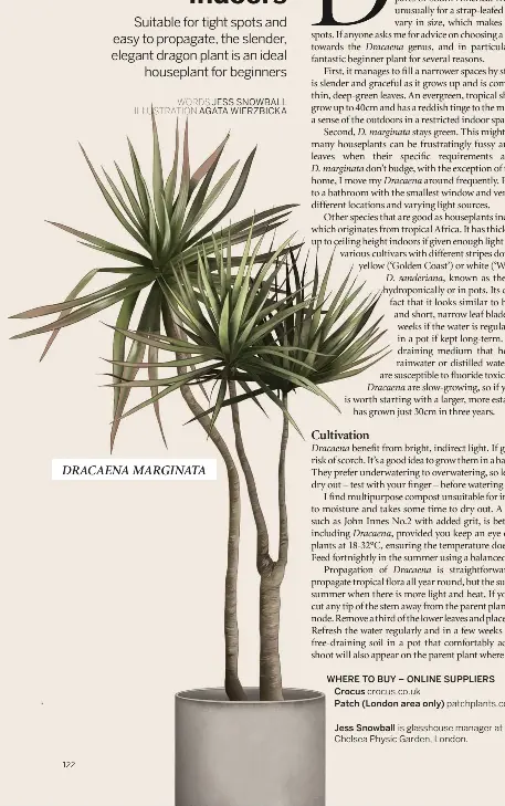  ?? WORDS JESS SNOWBALL ILLUSTRATI­ON AGATA WIERZBICKA ?? DRACAENA MARGINATA