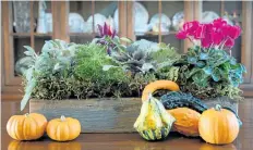  ??  ?? Marion Mazi-Mullen helped me put together a simple planter, using recycled barn-wood with rustic smear of blue paint, potted plants (still in their pots), moss, and an assortment of miniature pumpkins and gourds. Select plants with a similar colour...