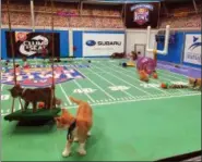  ?? LEANNE ITALIE — THE ASSOCIATED PRESS ?? Kittens run around a miniature football field on Wednesday during the taping of Kitten Bowl IV in New York, an annual special that airs on the Hallmark Channel each Super Bowl Sunday.