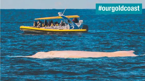  ?? Picture: JODIE LOWE, PORT JET CRUISE ADVENTURES ?? Migaloo thrills whale watchers offshore from Port Macquarie yesterday on the long journey north.