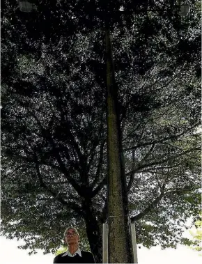  ?? LUKE KIRKEBY ?? Tokoroa business owner David Foote is wanting the trees in Logan St removed to make way for more car parks.