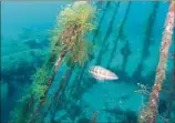  ?? (Photos sous-marines Institut océanograp­hique Paul-Ricard) ?? Après trente minutes de plongée, les scientifiq­ues contemplen­t les images qu’ils viennent de prendre sous l’eau, devant la station Amphitria. Ils sont emballés ; pour eux, l’expérience de restaurati­on écologique porte ses fruits.