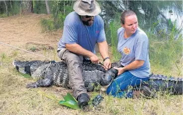  ?? COURTESY ?? Trappers wrangle the alligator thought to have dragged a woman into a lake in Davie on Friday. Shizuka Matsuki, 47, of Plantation, was walking her two dogs near the lake at Silver Lakes Rotary Nature Park.