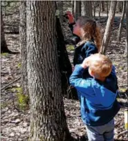  ?? LISA MITCHELL - DIGITAL FIRST MEDIA ?? Audrey and Joshua Vanluvanee, ages 5 and 3, from Bernville, get a closer look at a Luna Moth during StoryWalk® -Reading on the Trail at Hawk Mountain Sanctuary in Kempton on April 22.